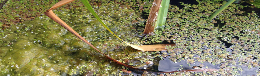 Pond Blanket Weed And Algae Removers