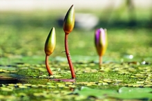 All You Need to Know about Choosing Water Plants for Ponds