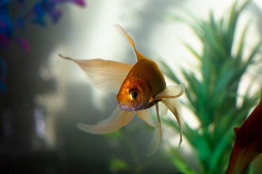Identify, Prevent & Treat Freshwater Aquarium Diseases