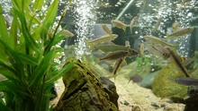 Why add good bacteria to your aquarium or pond filter?